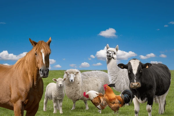 Animal Nutrition
